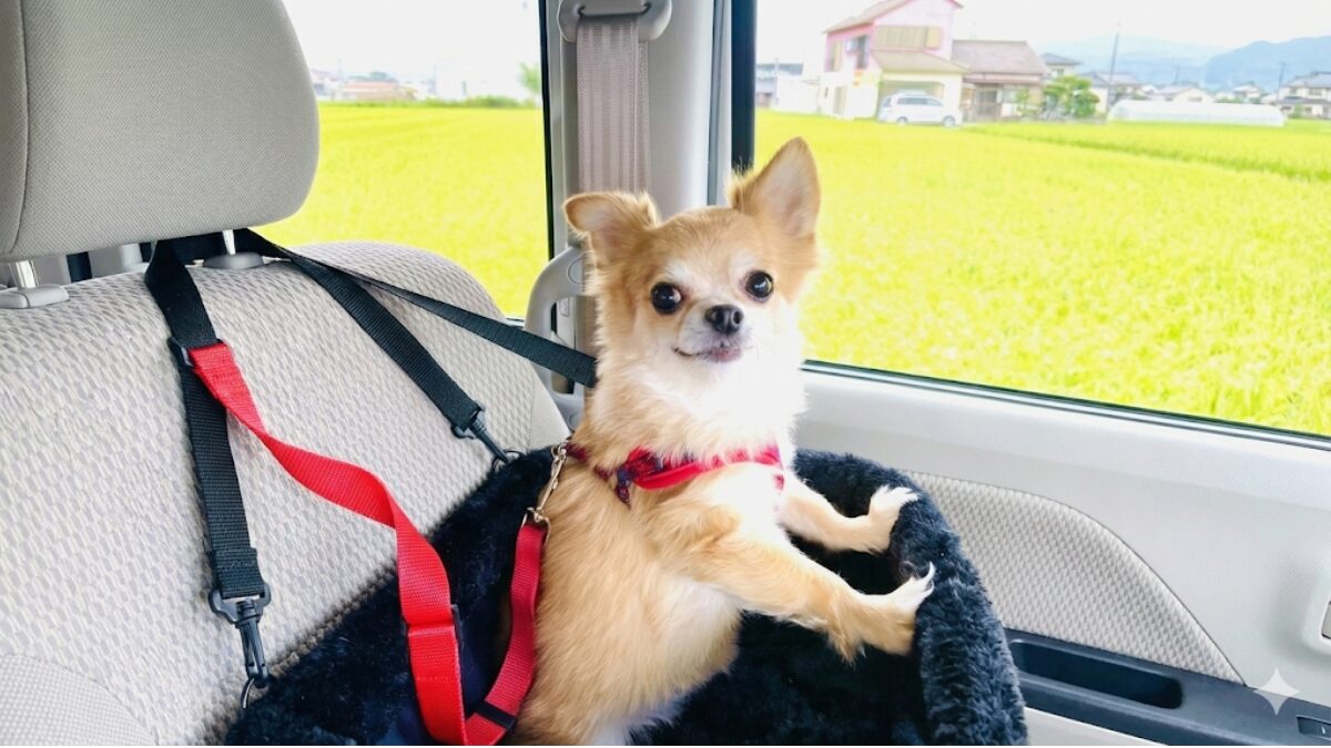 ぺットとドライブ